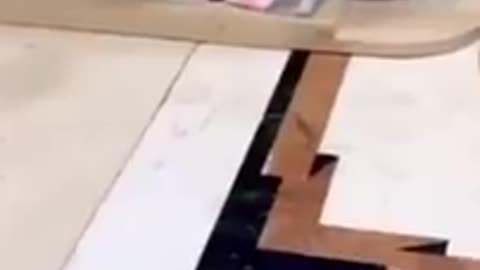 Funny Cat Videos