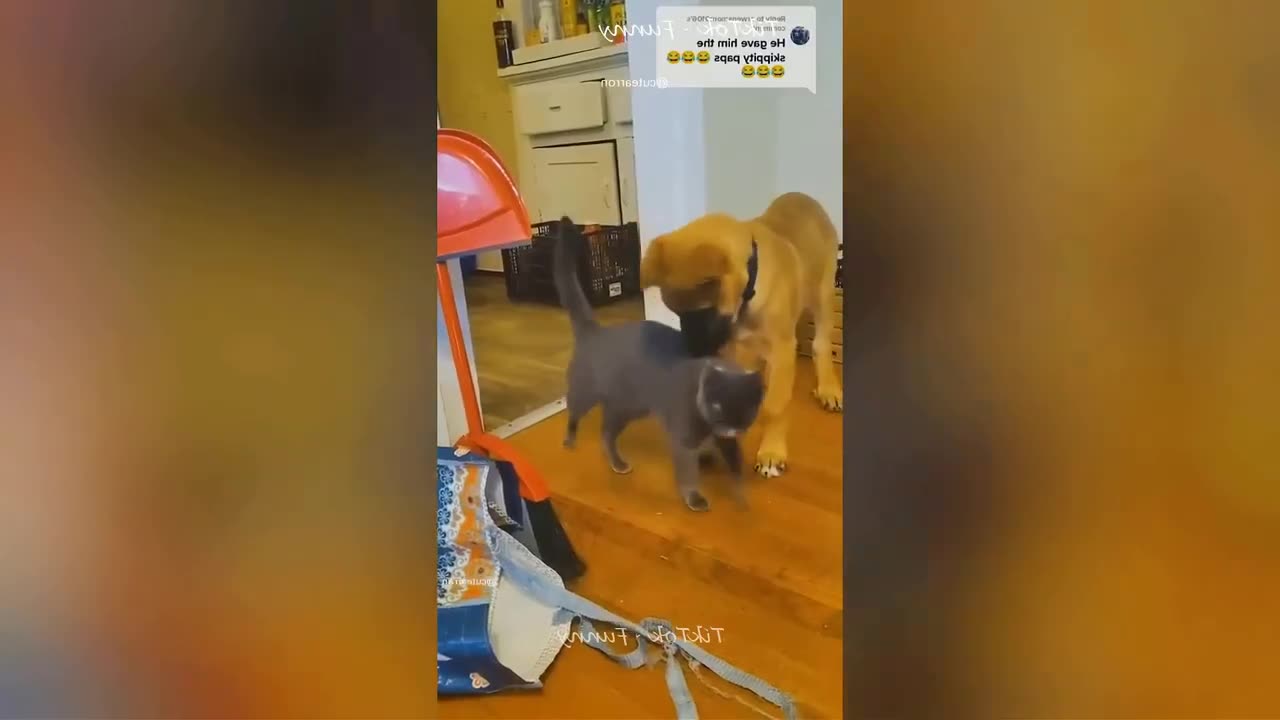 Funniest Animals 2023 🐶🐱 | Funny Cats and Dogs - Funny Animal Videos