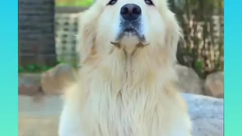 Smart Dog7