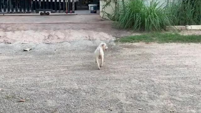 Funny Puppy On Swing - Little Pet Dog - Video Animal Blogger