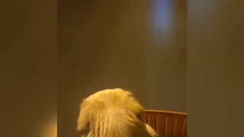0:05 / 15:42 The abandoned puppy trembles and cries in the cold wind!
