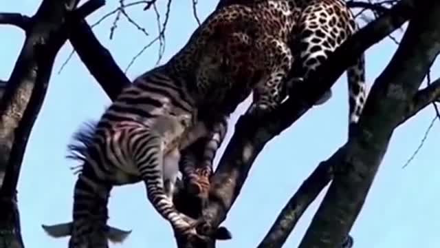 Leopard climb trees for a meal