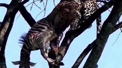 Leopard climb trees for a meal