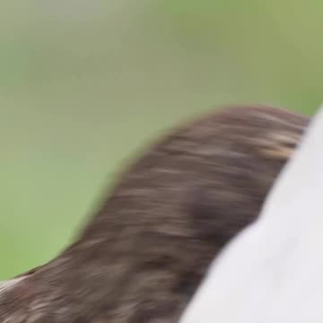 Did You Know #bird #wildlife