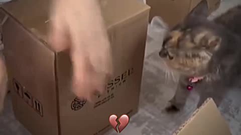 hardworking cat😺