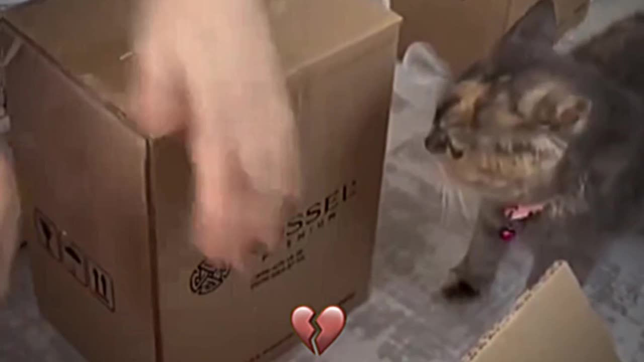 hardworking cat😺