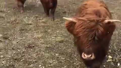 ## Yak Domestic Animal ##