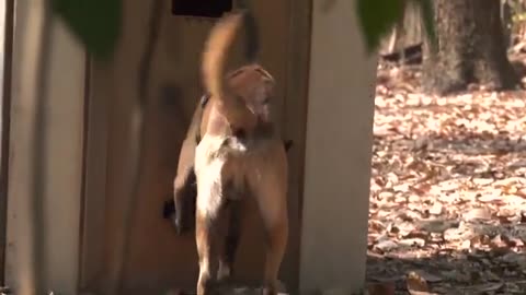 Dog trending video