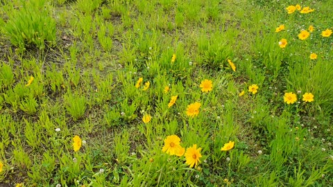 Wild flowers and butterflies