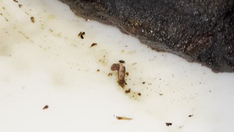 Brisket