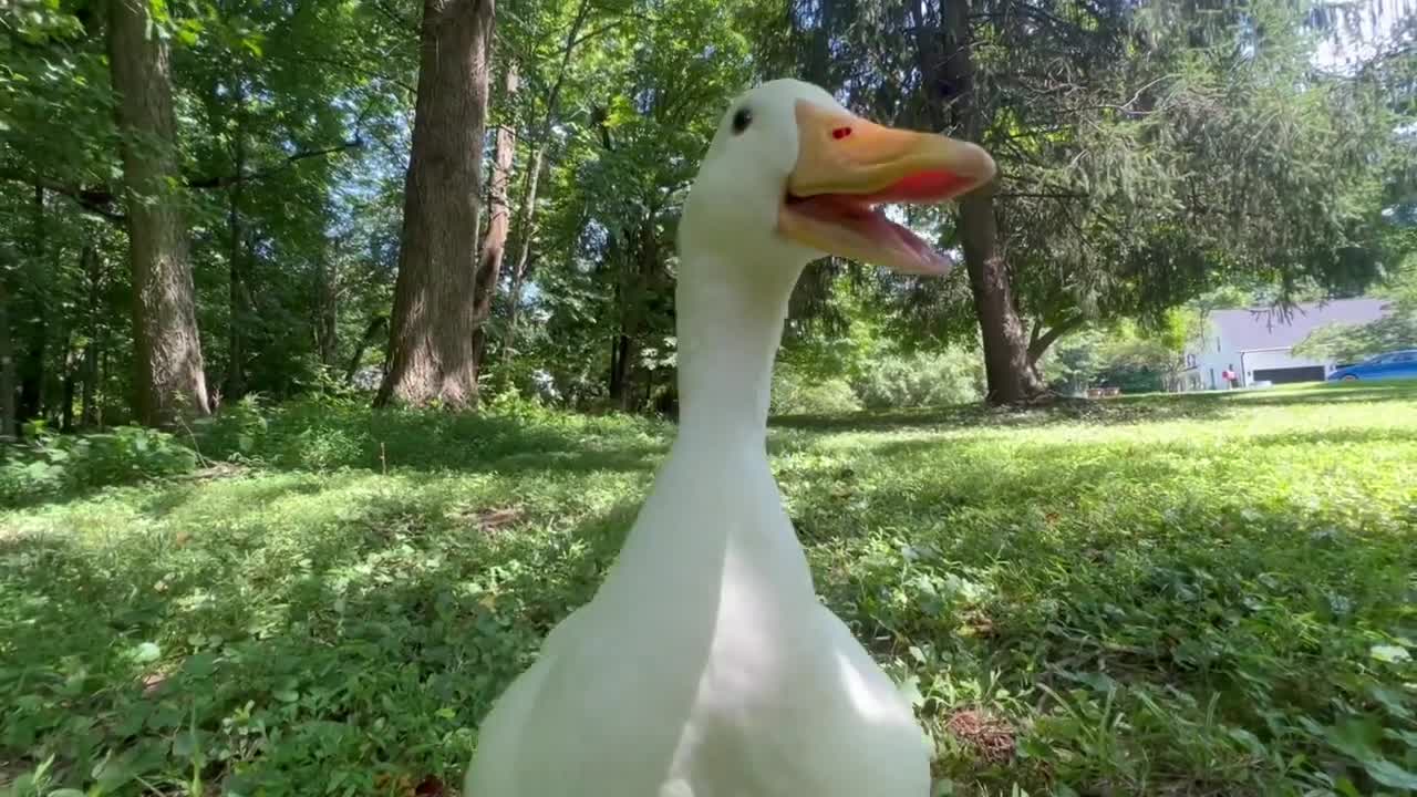 How i Wake Up with a Duck