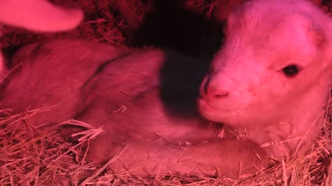 Adorable Newborn Lamb Learns to Walk... and Fall :)