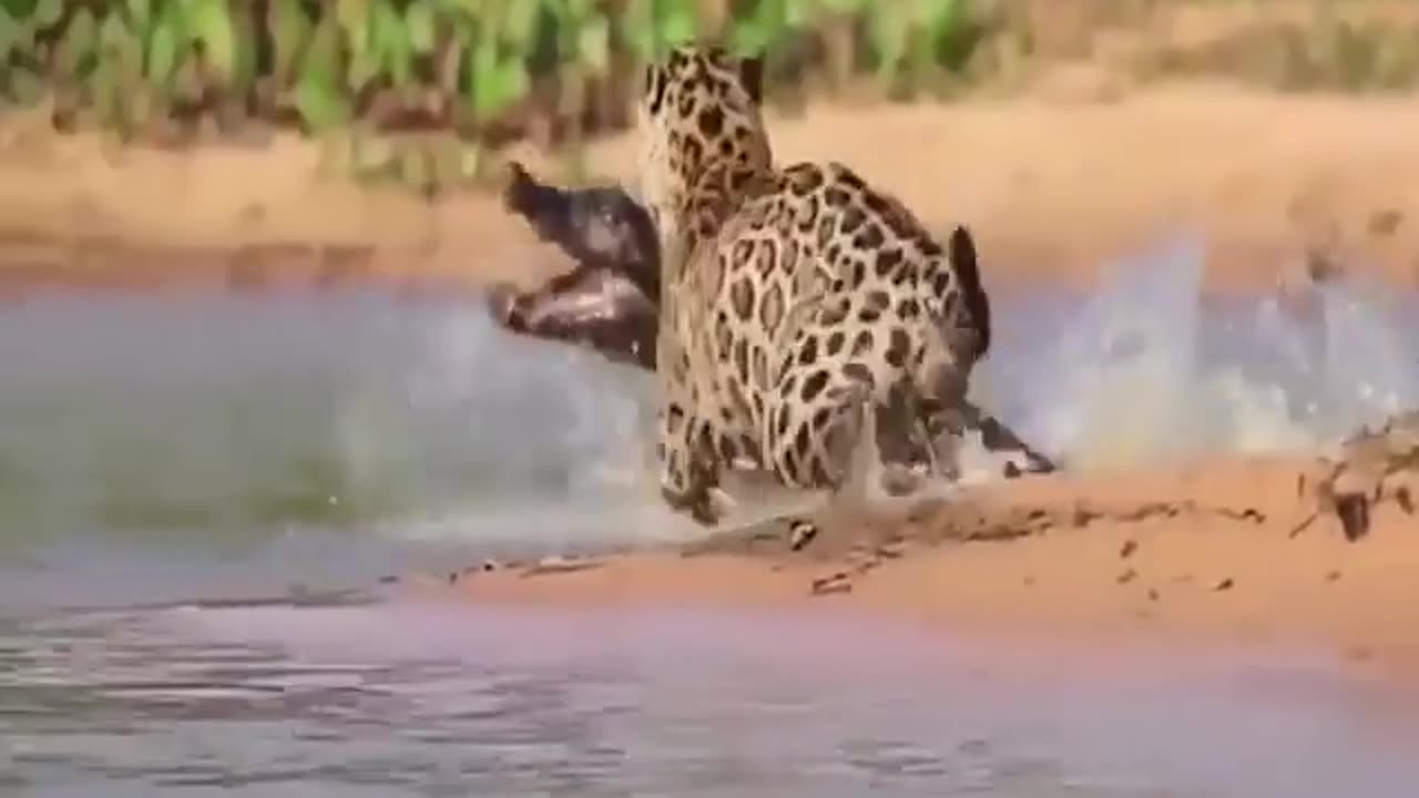 Lion V/S Crocodile Fight