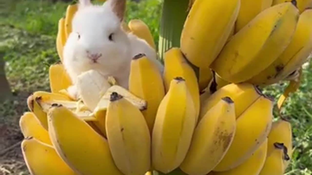 Funny Animals Video