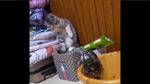 Cute Catfunny video 🤣🤣😅