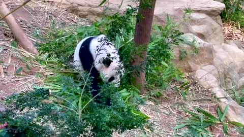 Giant Panda