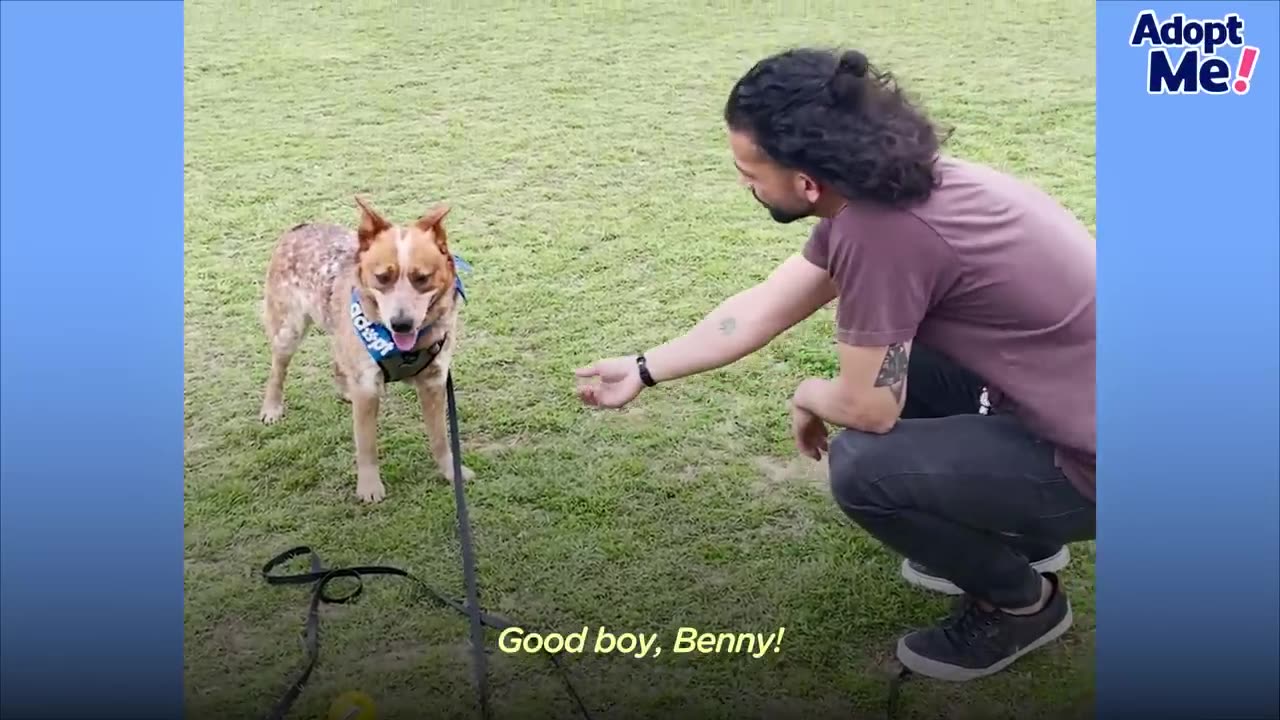 Dog With The Kindest Eyes Saved From Shelter Just In Time | The Dodo.