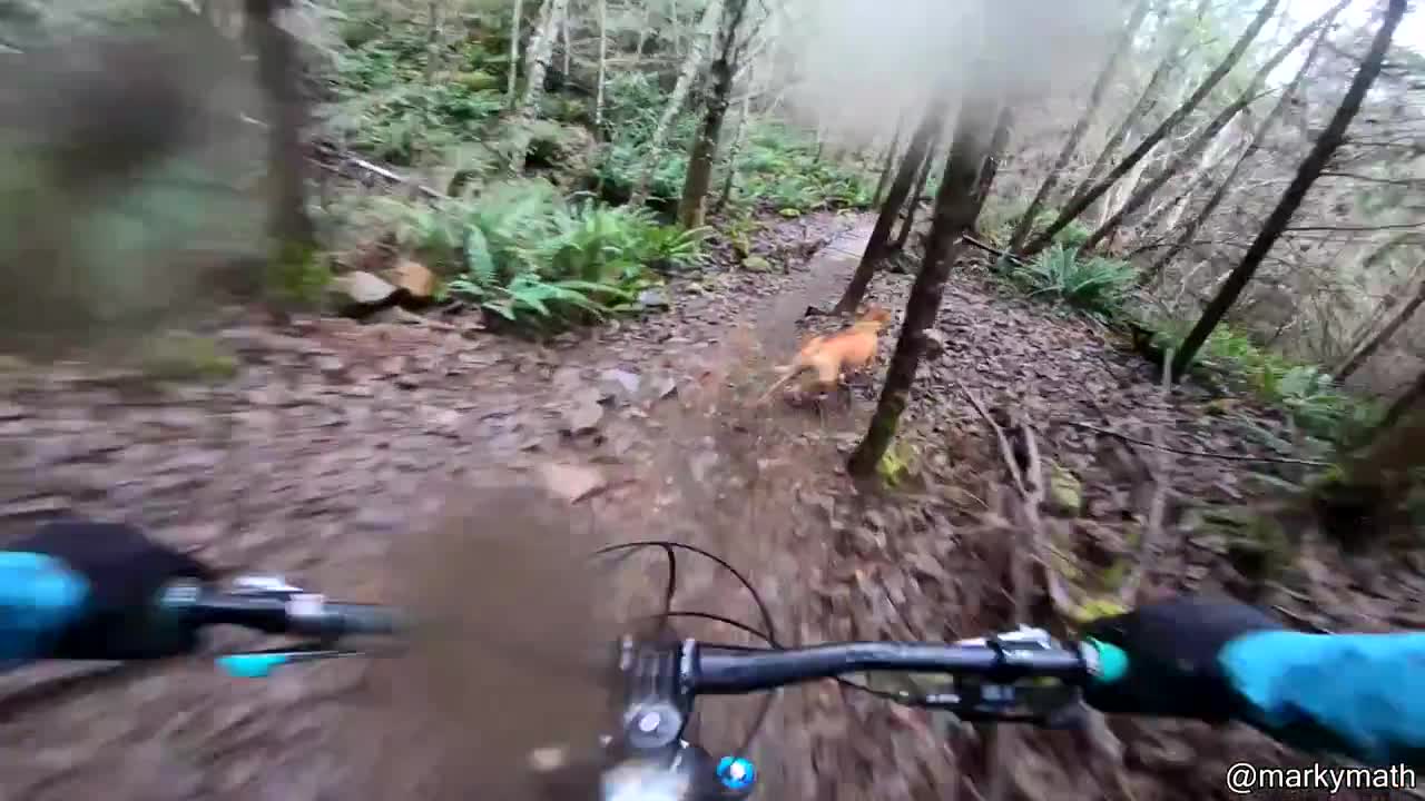 Biker Saves Kitten From Busy Road