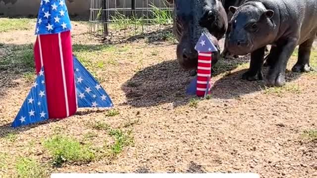 Pygmy Hippo approved fireworks!