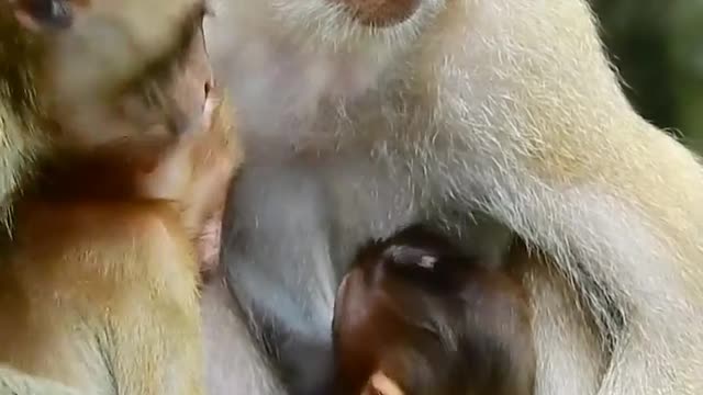 feed baby monkey