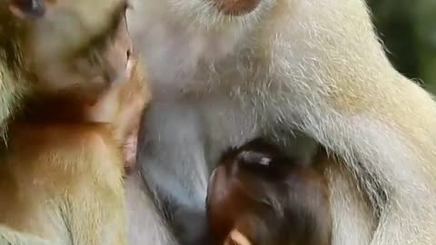 feed baby monkey