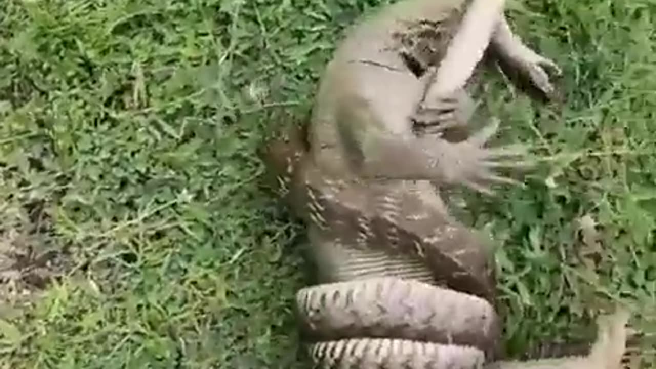 Snake vs monitor lizard