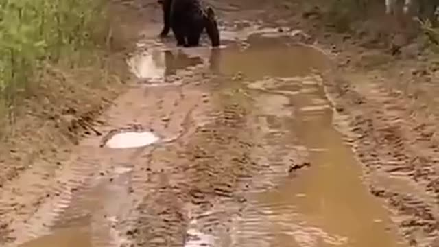 A fight between two bears