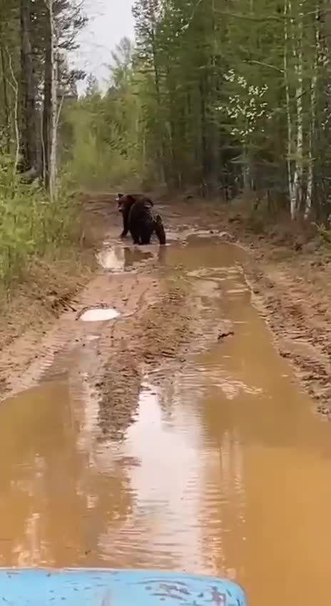 A fight between two bears