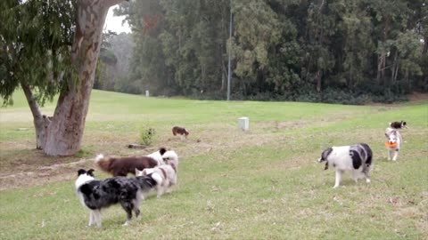 DOGS PLAYING