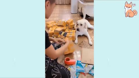 LINDOS PERRITOS