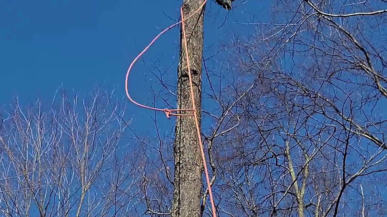 TREE TAKEDOWN MONTAGE REEL