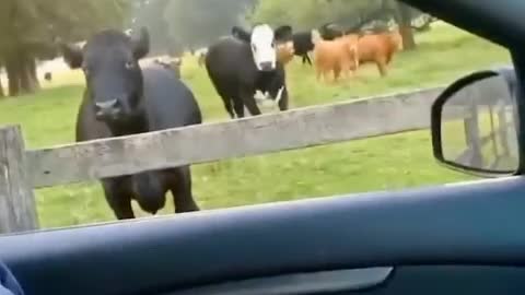 A lot of cows