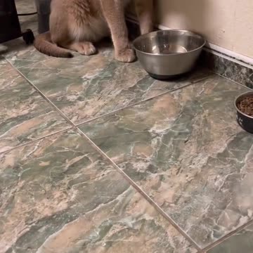 Cute Floppa Cat Doesn’t Want Milk or a Nickname