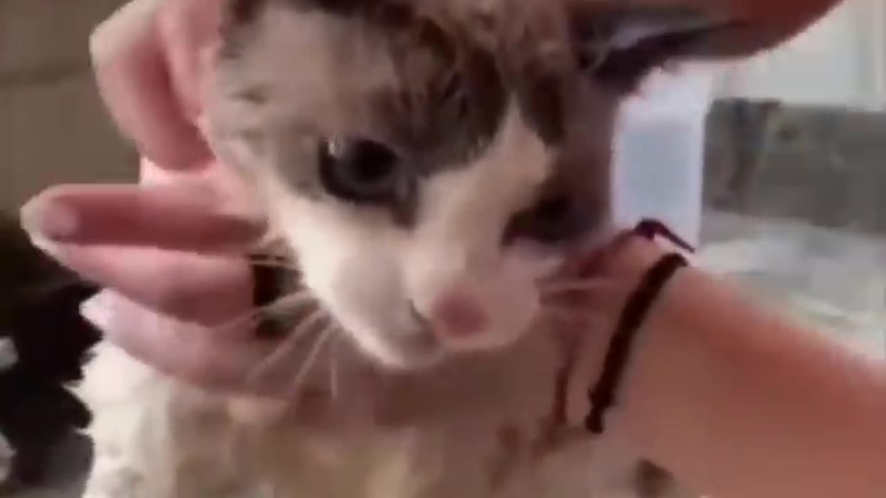 Watch These Disgruntled Cats Get the Most Unusual Beauty Treatment!