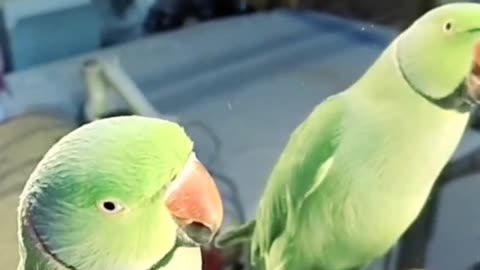Cheeku Talking to the Mirror - Talking Ringneck