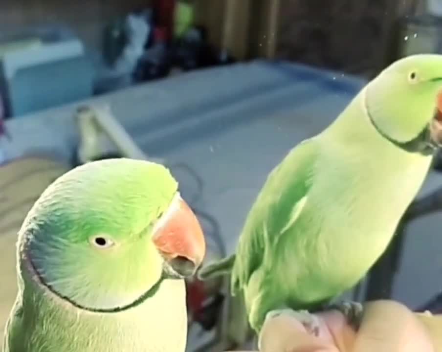 Cheeku Talking to the Mirror - Talking Ringneck