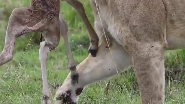 Survival Of Fittest - Nature Creations