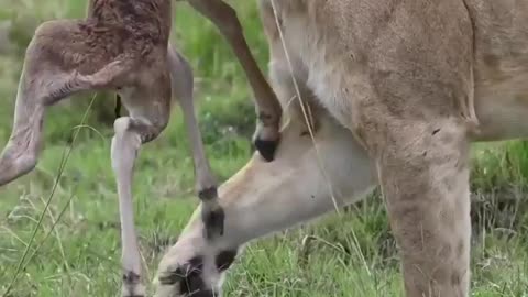 Survival Of Fittest - Nature Creations