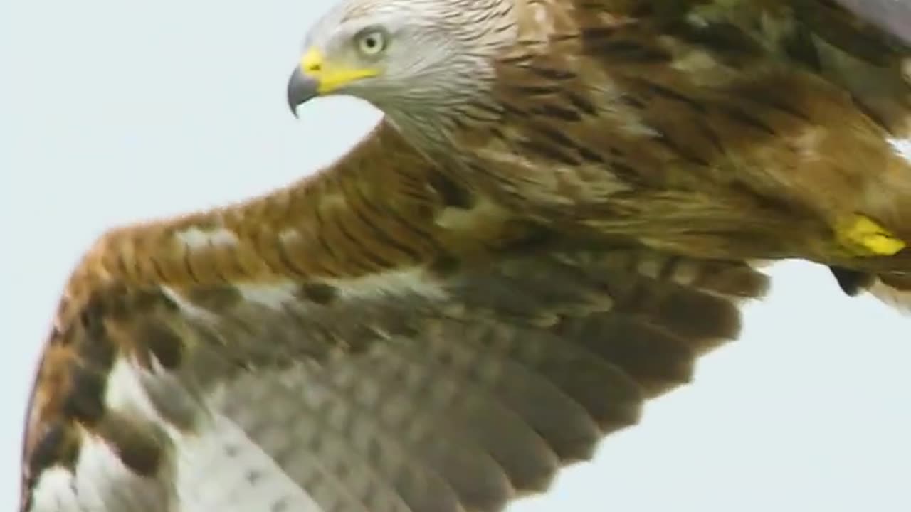 Red kite bird of prey flying in slow motion