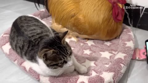 How do cats and roosters react when they watch their own film together?