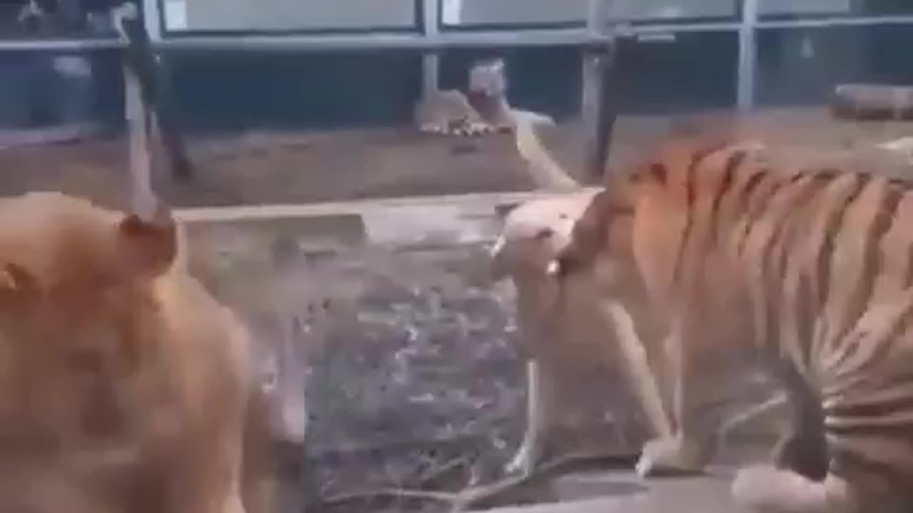 Animal fights dog, tiger and lion