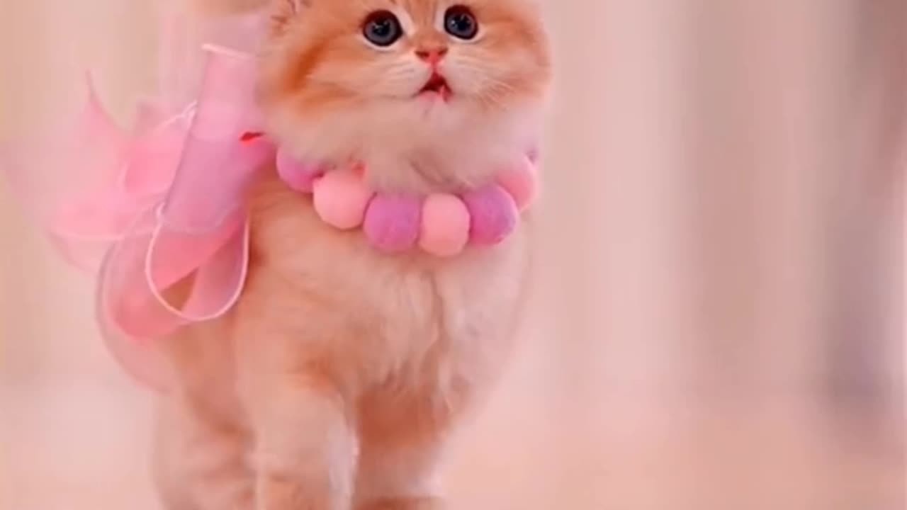 Three baby cat