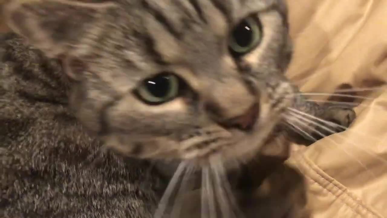 May 24, 2021 - Belle Bells The Cat Says It's Bedtime Already!