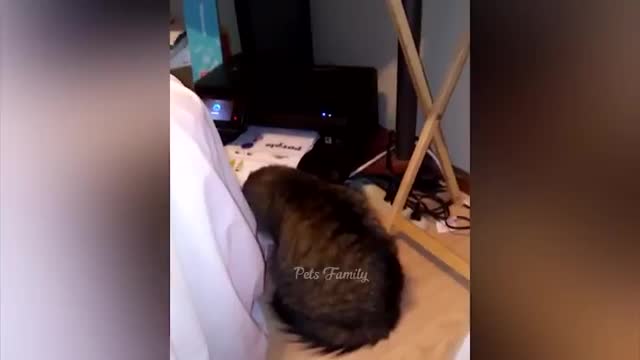 Funniest Animals 2022 😂 Funniest Cats and Dogs Part 25 | Pets Family