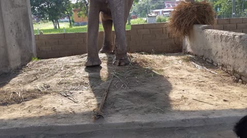 unique style to feed elephant feeding.