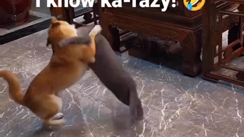 Karate style crazy dog