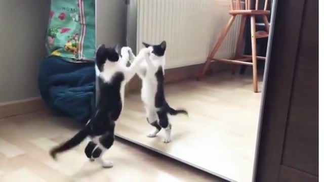 Entertaining Cat And mirror