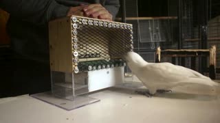 'Golfing' cockatoos use tools to complete tasks