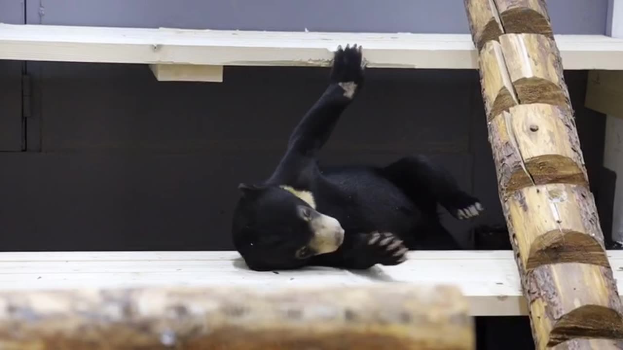 Black bear cub and it’s teddy bear