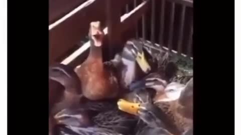 Duck laughfaing on Men You never seen it befor watch this video